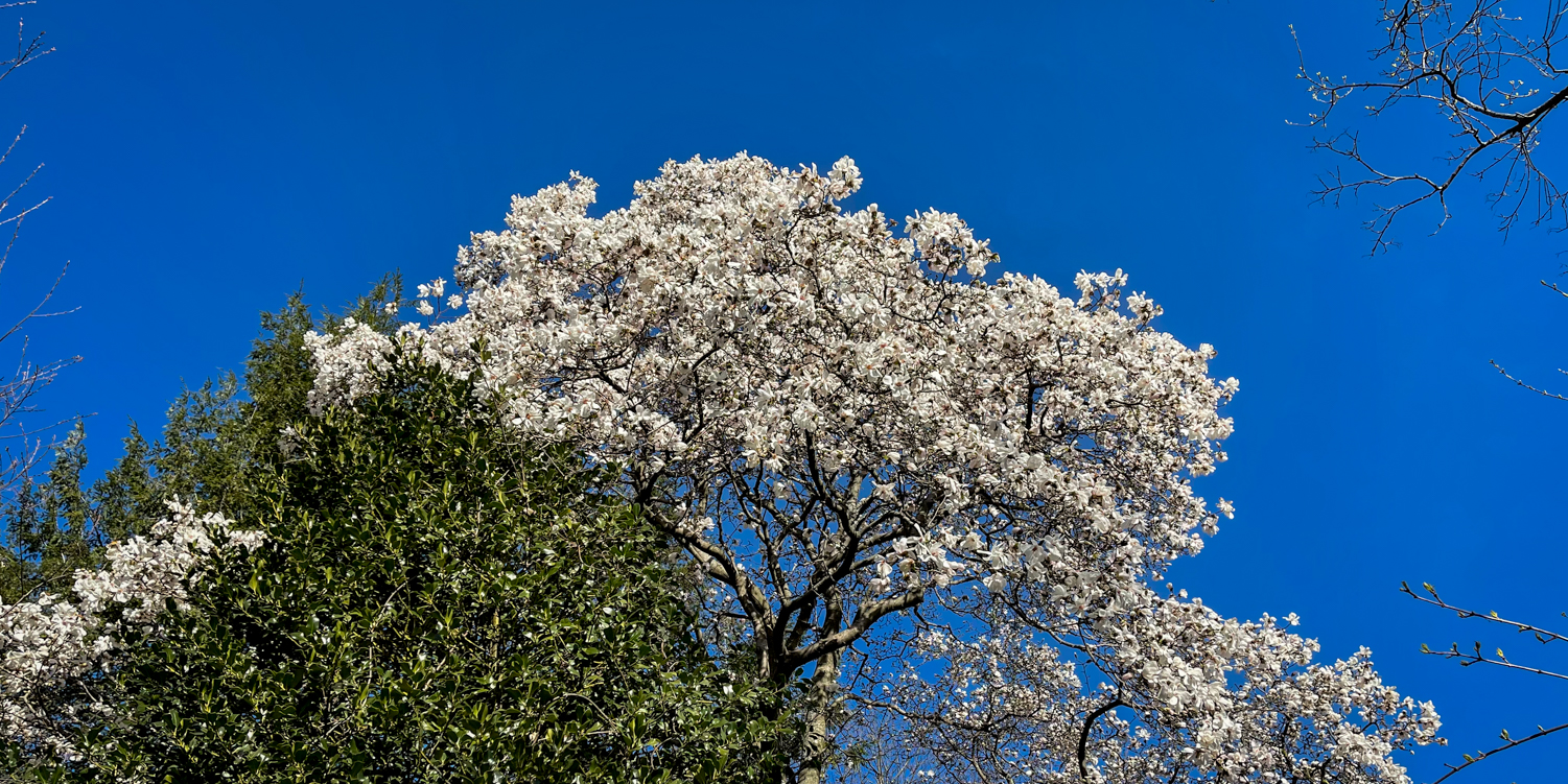 spring trees 2021